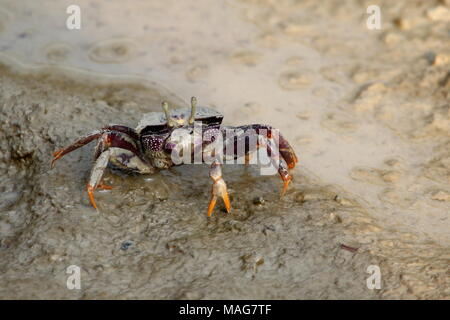 Bunte West Atlantic Fiddler Crab" (Uca Tangeri), Stockfoto