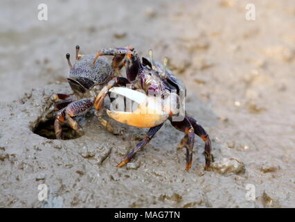 Bunte West Atlantic Fiddler Crab" (Uca Tangeri), Stockfoto