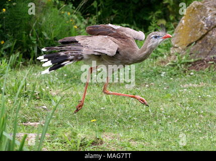 Beschleunigung South American Red legged seriema oder Crested cariama (Cariama cristata) zu Fuß schnell und mitten in der Luft gefangen Stockfoto