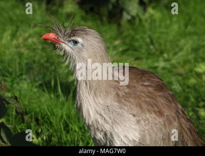 South American Crested Cariama (Cariama cristata) a.k.a. Red-legged Seriema - Nahaufnahme des Kopfes. Stockfoto