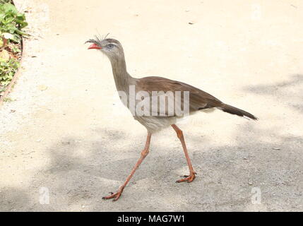 South American Red-legged seriema oder Crested cariama (Cariama cristata) vorbei gehen. Stockfoto