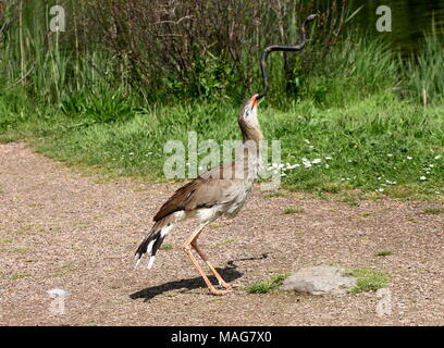 South American rotbeinige Seriema oder crested Cariama (Cariama Cristata) beschäftigt "töten" eine Spielzeug aus Plastik Schlange während einer Vogel-show Stockfoto