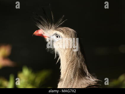 South American Crested Cariama (Cariama cristata) a.k.a. Red-legged Seriema - Nahaufnahme des Kopfes. Stockfoto