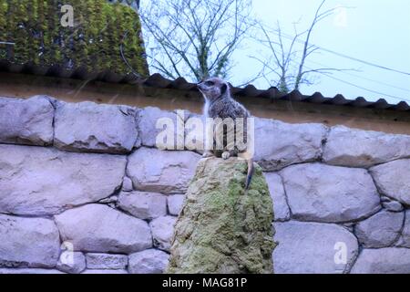 Erdmännchen an eine touristische Attraktion Stockfoto