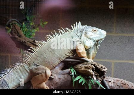 Iguana auf einem Zweig an eine touristische Attraktion Stockfoto