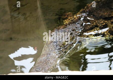 Süßwasser Krokodil im Wasser an touristische Attraktion Stockfoto