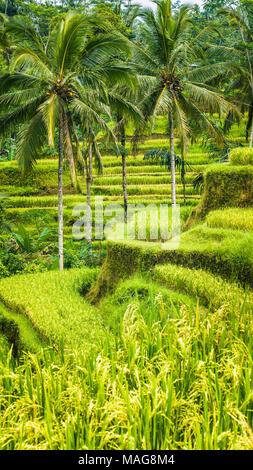 Palmen in erstaunliche Tegalalang Reis Terrasse Felder, Ubud, Bali, Indonesien Stockfoto