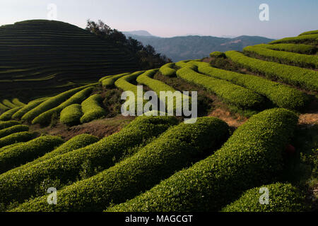 Fuzhou, Fuzhou, China. 2 Apr, 2018. Fuzhou, CHINA - Tee Plantagen in Lianjiang County im Südosten der chinesischen Provinz Fujian. Credit: SIPA Asien/ZUMA Draht/Alamy leben Nachrichten Stockfoto