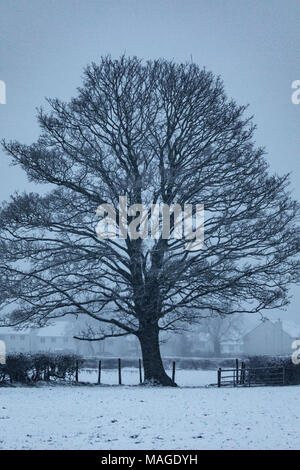 Flintshire, Wales, Vereinigtes Königreich 2. April 2018, UK Wetter: eine Auswaschung Ostern Feiertag endet mit einem Met Officer Wetter Warnung für Regen und Schnee für Feiertag Montag als Flintshire erhält in Schnee bedeckt. Eine verschneite Landschaft heute Morgen bei schlechtem Wetter auf den Ostern Feiertag Montag im Dorf Lixwm, Flintshire © DGDImages/Alamy leben Nachrichten Stockfoto