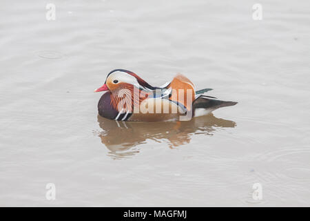 Richmond London. 2. April 2018. UK Wetter: Regentropfen auf einem ein Mandarin Enten schwimmen im Fluss Themse in Richmond mit Guthaben: Amer ghazzal/Alamy leben Nachrichten Stockfoto