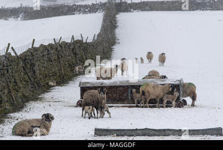 Yorkshire Dales. 2 Apr, 2018. UK Wetter: Mehr Schnee fiel auf die Yorkshire Dales um Hawes in North Yorkshire, in Höhe der lambing Season in der Gegend. Bedingungen haben alle Winter schwer mit Schnee und Regen nach einem schlechten Sommer wo Futter zu Ernte schwierig war. Credit: Wayne HUTCHINSON/Alamy leben Nachrichten Stockfoto