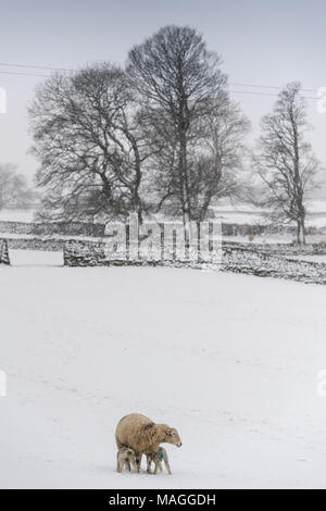 Yorkshire Dales. 2 Apr, 2018. UK Wetter: Mehr Schnee fiel auf die Yorkshire Dales um Hawes in North Yorkshire, in Höhe der lambing Season in der Gegend. Bedingungen haben alle Winter schwer mit Schnee und Regen nach einem schlechten Sommer wo Futter zu Ernte schwierig war. Credit: Wayne HUTCHINSON/Alamy leben Nachrichten Stockfoto