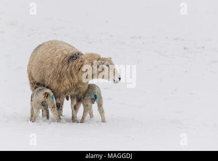 Yorkshire Dales. 2 Apr, 2018. UK Wetter: Mehr Schnee fiel auf die Yorkshire Dales um Hawes in North Yorkshire, in Höhe der lambing Season in der Gegend. Bedingungen haben alle Winter schwer mit Schnee und Regen nach einem schlechten Sommer wo Futter zu Ernte schwierig war. Credit: Wayne HUTCHINSON/Alamy leben Nachrichten Stockfoto