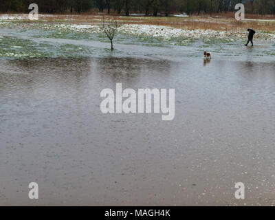Ashbourne, Derbyshire. 2 Apr, 2018. UK Wetter: der Mann, der seinen Hund nach 1' von morgen Schnee schnell schmilzt verursacht Überschwemmung auf Ostern Feiertag Montag in Ashbourne, Derbyshire Credit: Doug Blane/Alamy leben Nachrichten Stockfoto