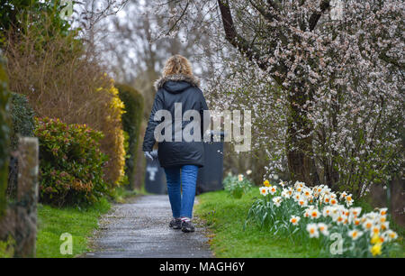 Bolney, Sussex. 2 Apr, 2018. UK Wetter: Trotz der schrecklichen Ostern Montag Feiertag Wetter eine Frau geht letzten Frühling Narzissen in der Blüte bei Bolney in der Nähe von Crawley in Sussex heute: Simon Dack/Alamy leben Nachrichten Stockfoto