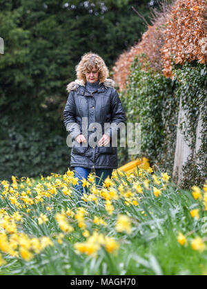 Bolney, Sussex. 2 Apr, 2018. UK Wetter: Trotz der schrecklichen Ostern Montag Feiertag Wetter eine Frau geht letzten Frühling Narzissen in der Blüte bei Bolney in der Nähe von Crawley in Sussex heute: Simon Dack/Alamy leben Nachrichten Stockfoto