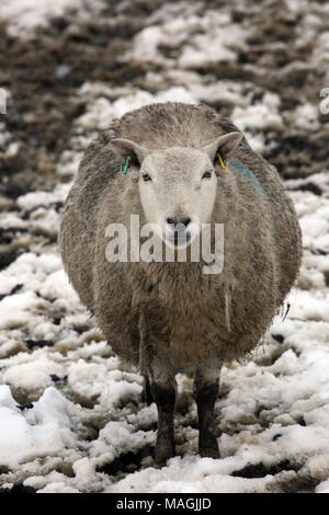 Lancashire, UK, 2. April 2018. Ein Mutterschaf stand in einem matschigen Schnee bedeckt, Halifax Road, Lancashire, 2. April 2018 (C) Barbara Cook/Alamy leben Nachrichten Stockfoto