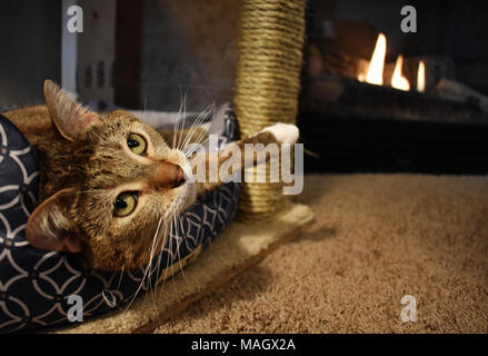 Eine schöne Katze entspannend durch den Brand Stockfoto