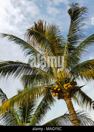 Kokospalme leuchtet am Nachmittag Sonne. Stockfoto