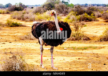 Männliche Strauße auf einer Straußenfarm in Oudtshoorn in der Halbwüste Kleine Karoo Region Western Cape Provinz von Südafrika Stockfoto