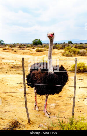 Männliche Strauße auf einer Straußenfarm in Oudtshoorn in der Halbwüste Kleine Karoo Region Western Cape Provinz von Südafrika Stockfoto