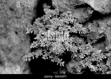 Kleine Baum wachsen auf alten Steinmauer Stockfoto