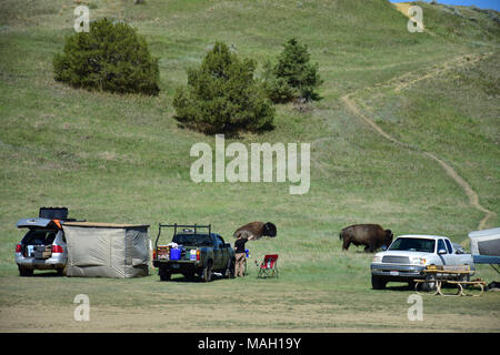 Camping mit den wilden Büffel in South Dakota die Badlands National Park Stockfoto