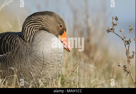 Eine atemberaubende Graugans (Anser anser) Fütterung am Ufer eines Sees. Stockfoto