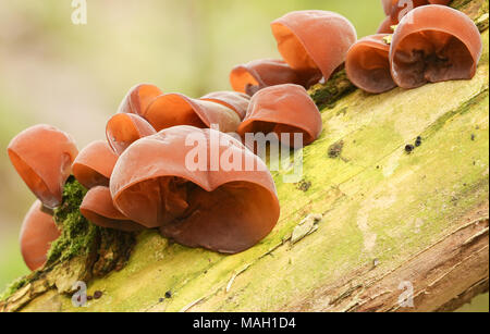 Eine Gruppe von Juden Ohr Pilze (auricularia Judae) Aurikel - wachsen auf einem Baum. Stockfoto