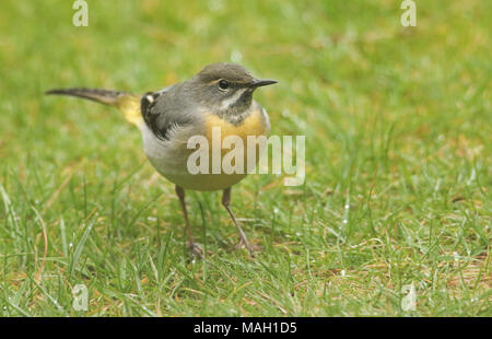 Eine atemberaubende Gebirgsstelze (Motacilla cinerea) auf der Suche nach Insekten im Gras zu essen. Stockfoto