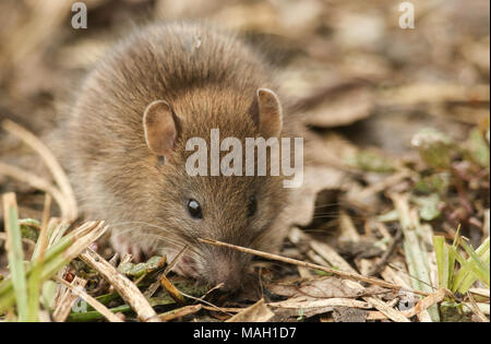Ein niedliches Baby Wild braune Ratte (Rattus norvegicus) auf der Suche nach Nahrung im Unterholz. Stockfoto