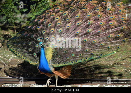 Ein männlicher Peacock seine pulsierenden Gefieder angezeigt Stockfoto