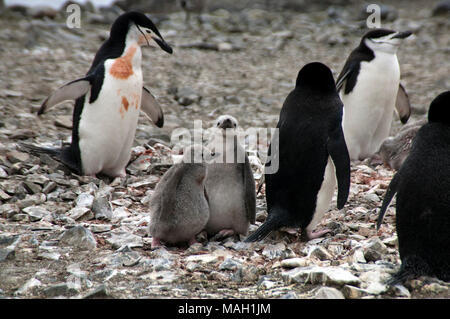 Livingston Island Antarktis, kinnriemen Pinguine mit Küken Stockfoto