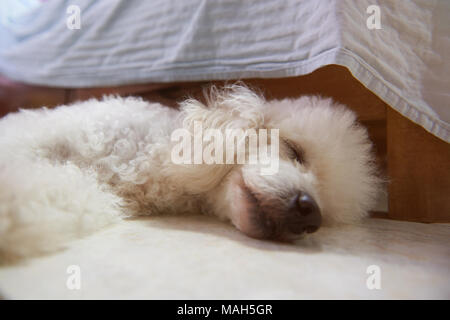 Niedlichen weißen Hund schlafen Close-up. Pudel Hund mit geschlossenen Augen auf dem Boden schlafen Stockfoto