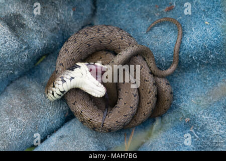 Grassnatter (Natrix helvetica) spielt tot, Großbritannien. Schlangenverhalten, die als Thanatose bezeichnet wird. Stockfoto