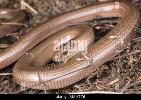 Slow worm (Anguis fragilis) Auge in Auge mit einer Ameise, an Decoy Heide in Berkshire, Großbritannien. Reptile, Nahaufnahme, Beinlose Echse. Stockfoto