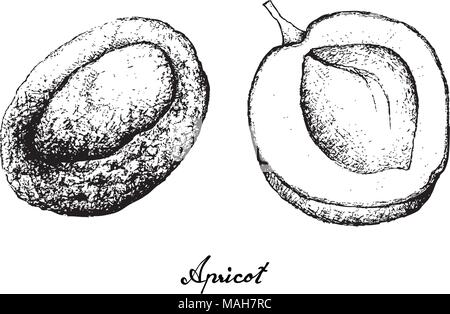 Exotische Früchte, Illustration von Hand gezeichnete Skizze Aprikosen Früchte isoliert auf weißem Hintergrund. Stock Vektor