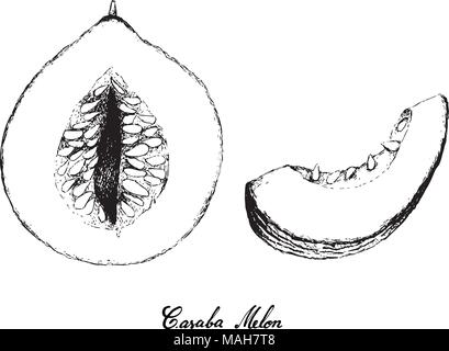 Exotische Früchte, Illustration Hand gezeichnete Skizze von Casaba Melone Obst isoliert auf weißem Hintergrund. Stock Vektor