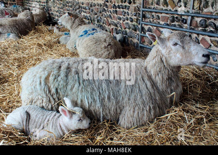 Lambing-Zeit auf einem Bauernhof in Norfolk, Ostern 2017. Mutterschafe mit neuen geboren und vor kurzem geborenen Lämmer. Stockfoto