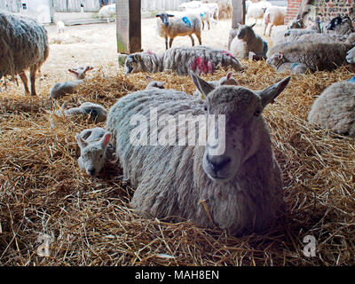 Lambing-Zeit auf einem Bauernhof in Norfolk, Ostern 2017. Mutterschafe mit neuen geboren und vor kurzem geborenen Lämmer. Stockfoto