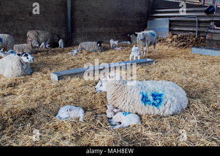 Lambing-Zeit auf einem Bauernhof in Norfolk, Ostern 2017. Mutterschafe mit neuen geboren und vor kurzem geborenen Lämmer. Stockfoto