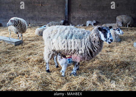 Lambing-Zeit auf einem Bauernhof in Norfolk, Ostern 2017. Mutterschafe mit neuen geboren und vor kurzem geborenen Lämmer. Stockfoto