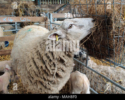 Lambing-Zeit auf einem Bauernhof in Norfolk, Ostern 2017. Mutterschafe mit neuen geboren und vor kurzem geborenen Lämmer. Stockfoto