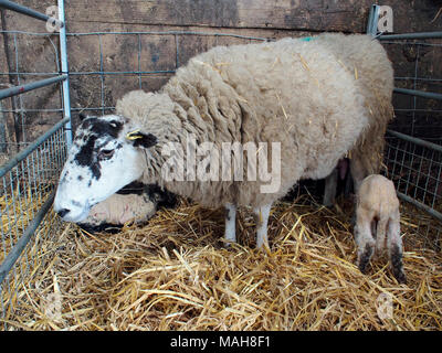 Lambing-Zeit auf einem Bauernhof in Norfolk, Ostern 2017. Mutterschafe mit neu geborenen Lämmer. Stockfoto