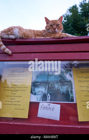Ein grumpy Ingwer Katze sitzt auf einem geschlossenen cafe Menü. Stockfoto