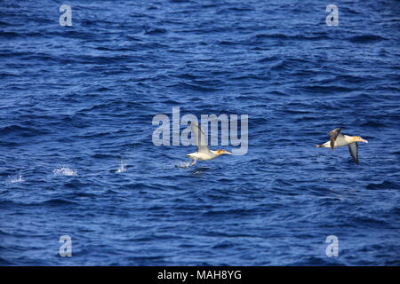 Short-tailed Albatross (Phoebastria albatrus) in Japan Stockfoto