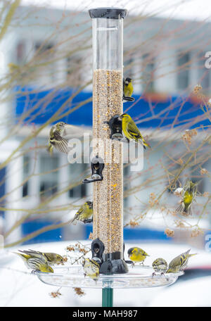 Schwarm der eurasian siskin Vögel am Futterhaus mit einem Haus im Hintergrund Stockfoto