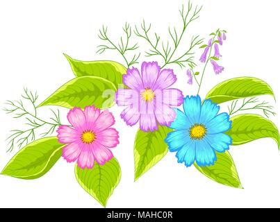 Blumen Cosmos, Vector, bunte Blütenblätter und grüne Blätter, isoliert Stock Vektor