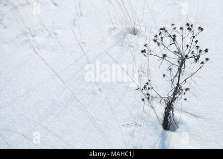 Trockene Blumen kauerte mit schnee, winter natur Hintergrund Foto Stockfoto