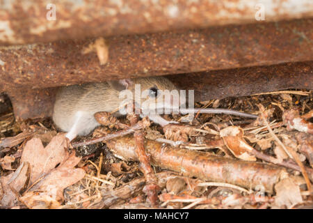 Nahaufnahme einer Waldmaus (APODEMUS SYLVATICUS) versteckt sich unter einem Stück Wellpappe Zinn zur Vermessung Reptilien in Surrey, Großbritannien Stockfoto
